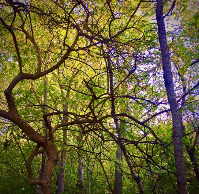 Inwood Hill Park bare branches