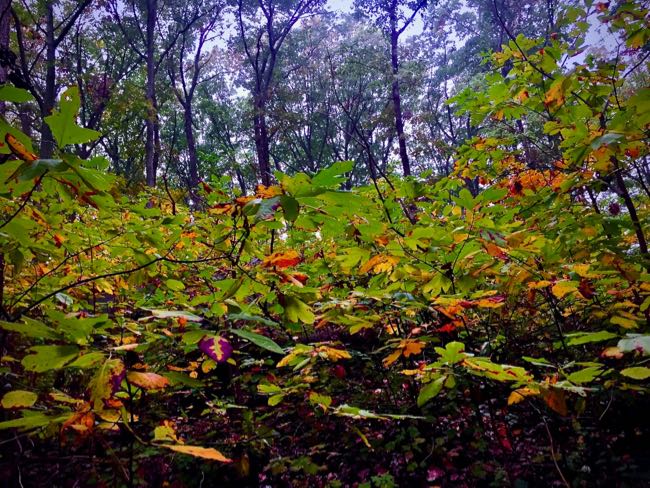 Bushes and trees in Inwood Hill Park