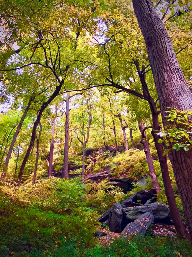 Inwood Hill Park Caves Yellow Trees