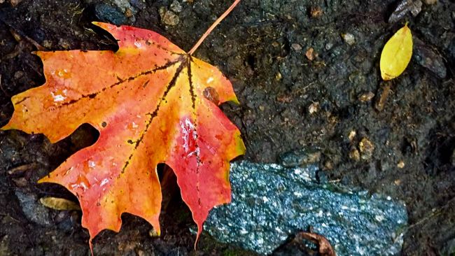 Red and yellow leaf in Inwood Hill Park 
