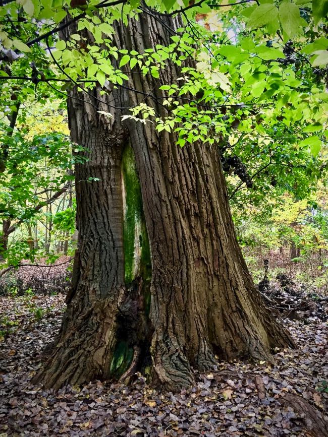 Huge tree in Inwood Hill Park