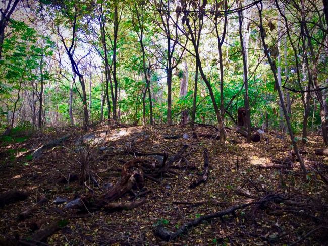 Woods of Inwood Hill Park.