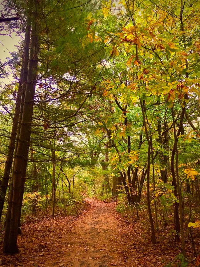 Path in Inwood Hill Park