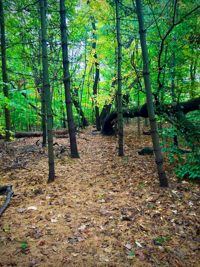 Path of pine needs in Inwood Hill Park