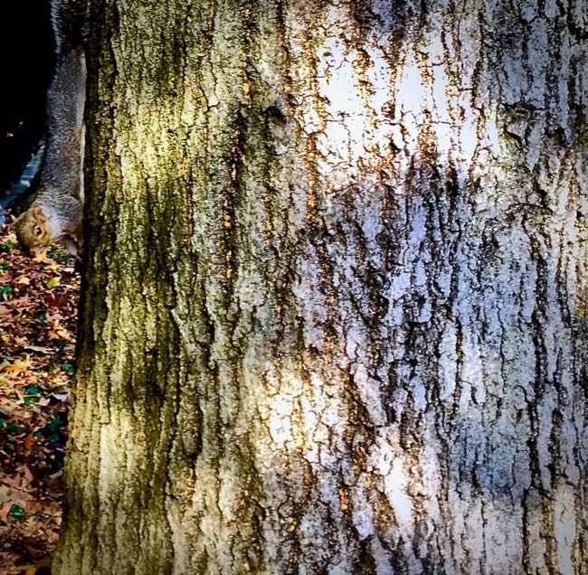 Squirrel on tree trunk in Inwood Hill Park
