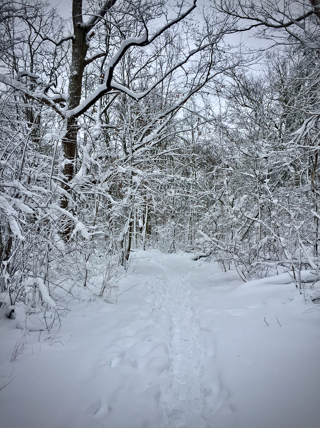 Snowy path in woods