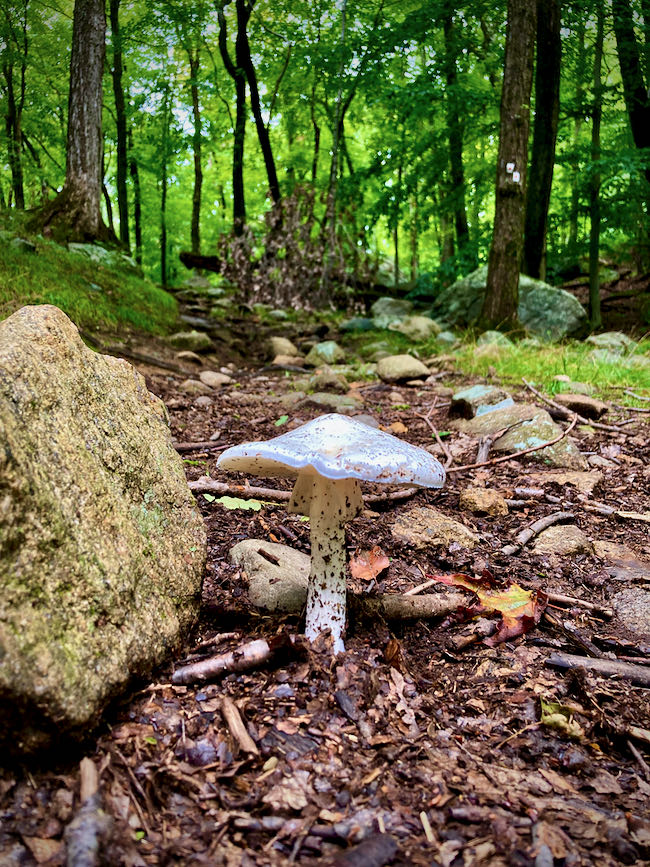 Harriman State Park White Mushroom