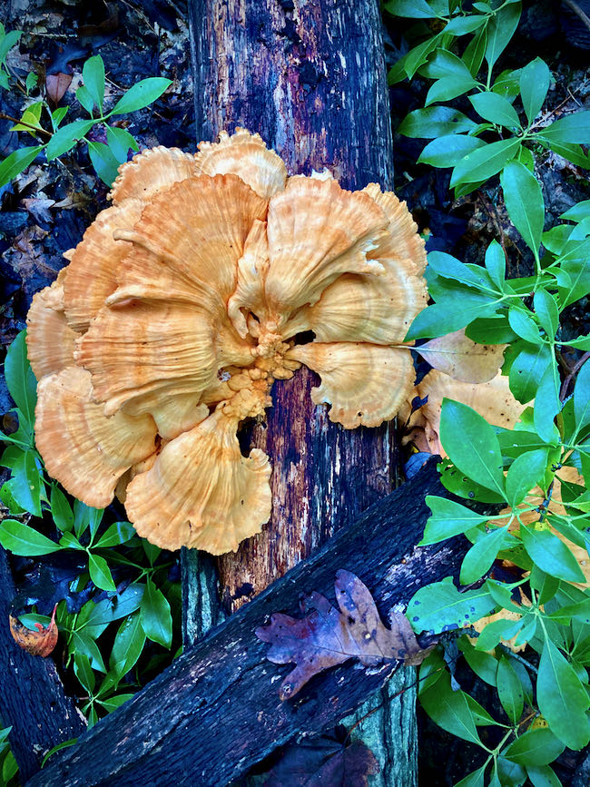 Harriman State Park Mushroom Fan