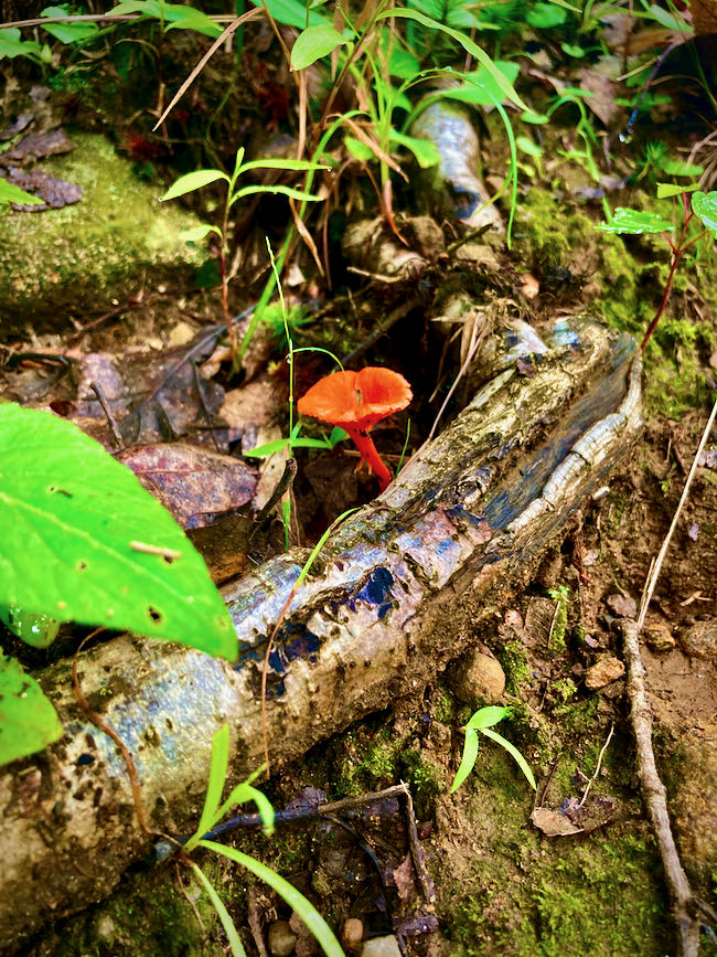Harriman State Park Orange Mushroom