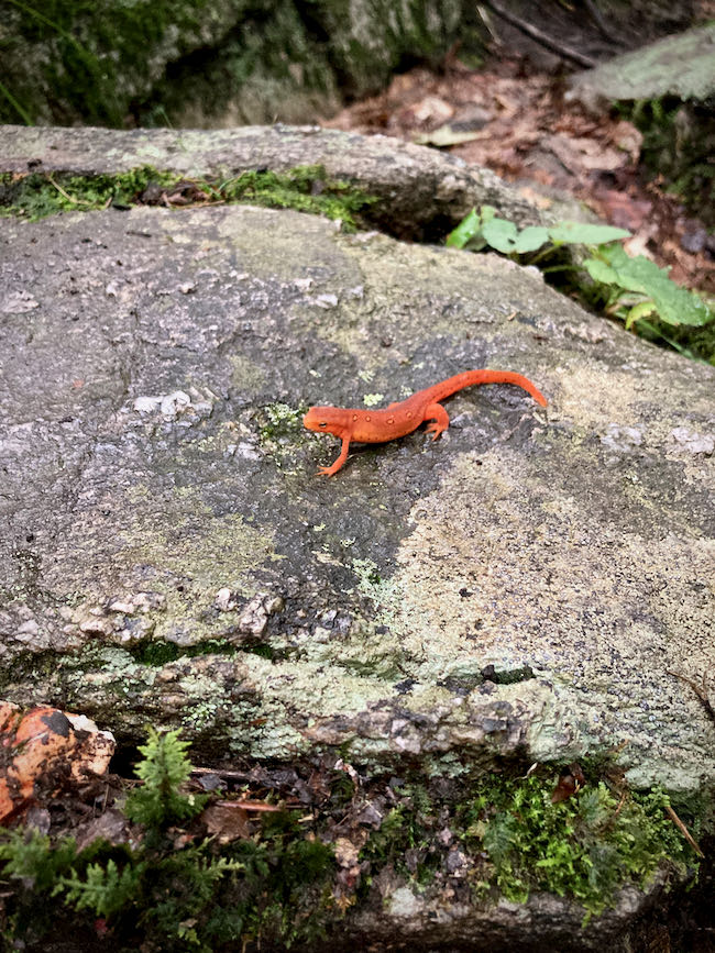 orange newt rock Harriman State Park