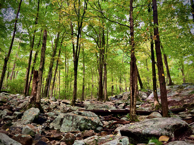 Harriman State Park rocky trail