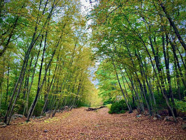 Harriman State Park Trees Leaves