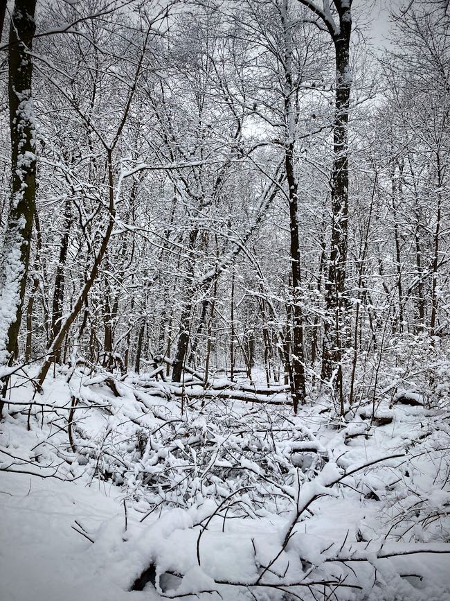 Snow covering woods Riverdale Park Bronx