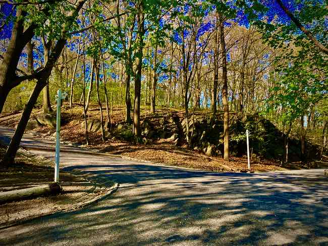 The cross-country trail in the woods of Van Cortlandt Park