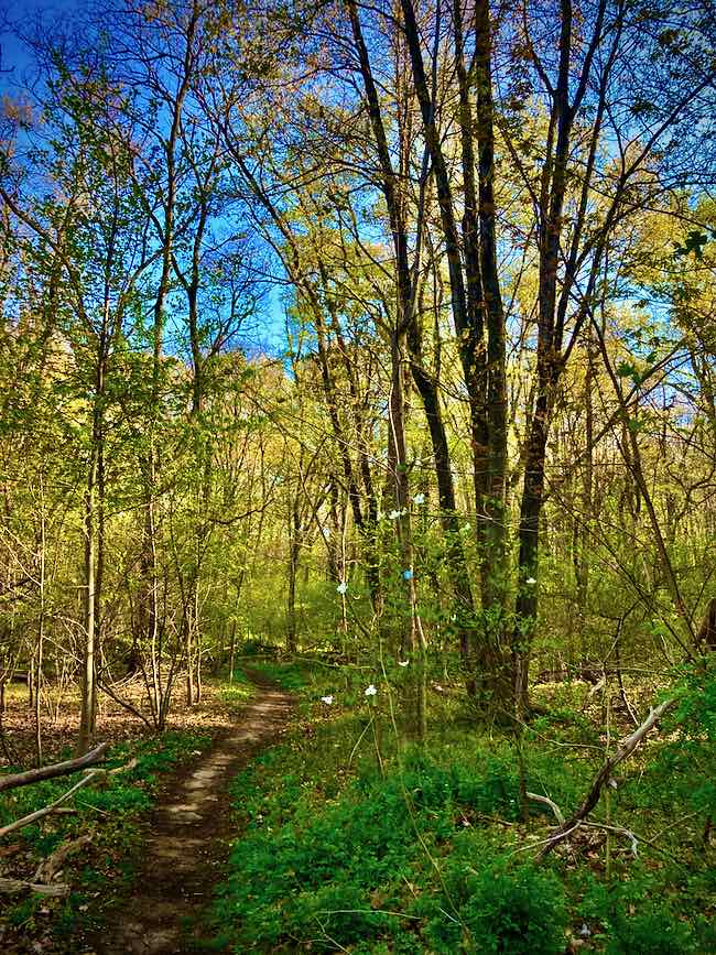 Dirt footpath through the woods in Van Cortlandt Park