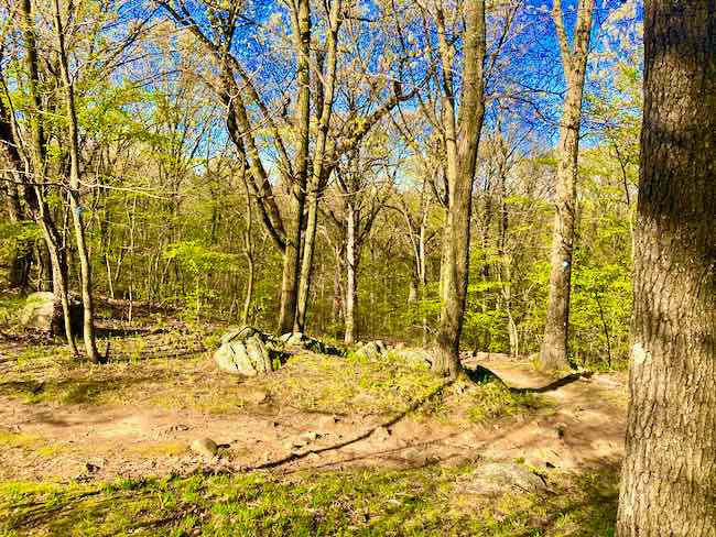 Dirt footpath through the woods in Van Cortlandt Park