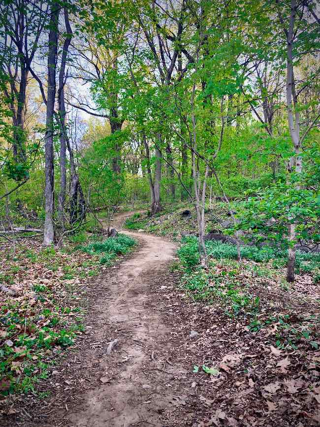 Dirt footpath through the woods in Van Cortlandt Park