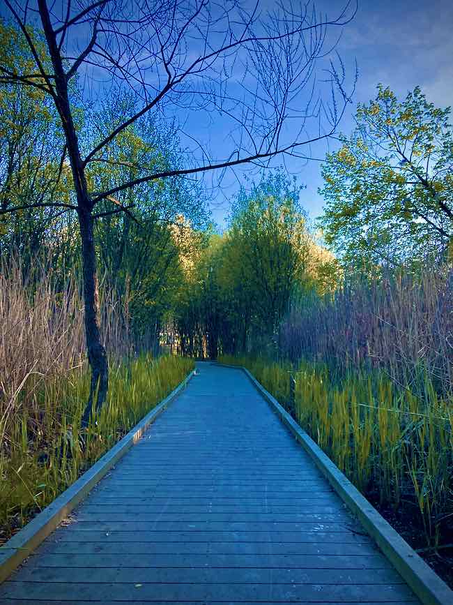 Foot bridge marsh Van Cortlandt Park